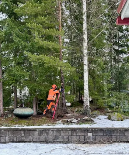 Tuija-aidan jyrsinnän jälkeen aidannelinja tasataan uudelle kasvualustalle